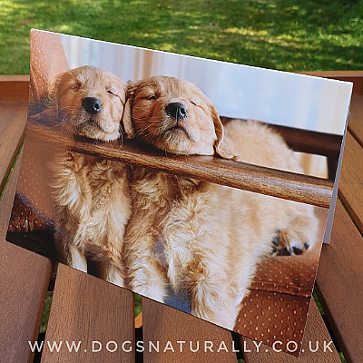 Golden Retriever Puppies Greeting Card